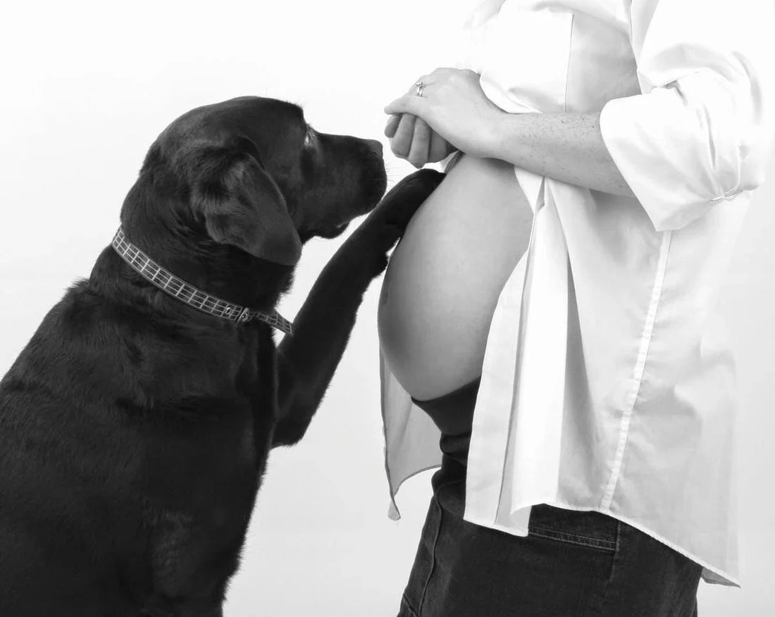 Pregnancy And Dogs Behavior: Understanding Changes and Tips