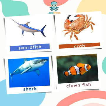 Sea Creatures Flash Cards