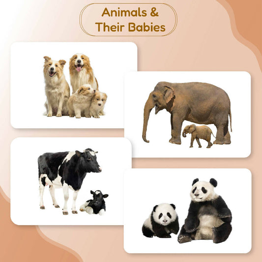 Animals and Their Babies Flash Cards for Babies and Infants for Early Learning and Stimulation