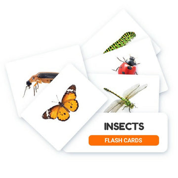 Insects Flash Cards - 16 Cards