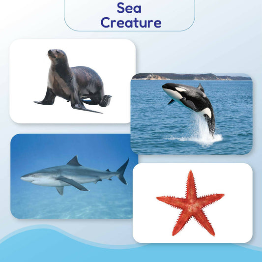 Sea Creatures Flash Cards for Babies and Infants for Early Learning and Stimulation